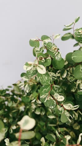 close-up of variegated plant