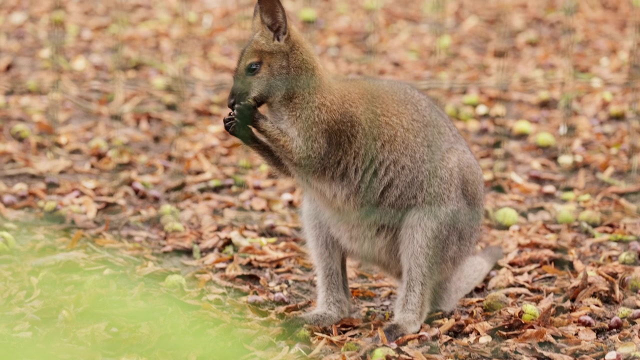 Piccolo wallaby annusa e cerca cibo nel sottobosco coperto di foglie autunnali e frutti sparsi. Scena di comportamento animale calmo in un ambiente di habitat naturale