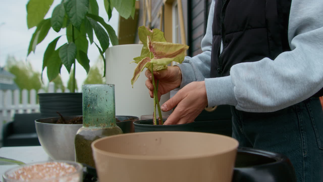 Repotting avocado plants