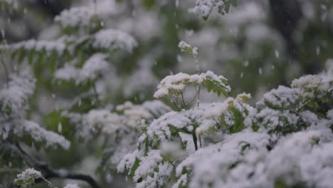 snowfall on green spring leaves. the non-punishability of weather and climate change on planet earth.