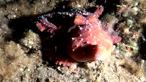 close up of large octopus at night