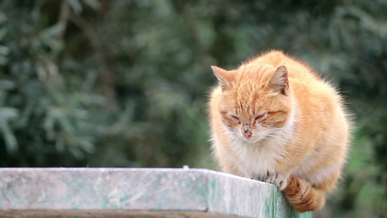 바람 밖 에 앉아 있는 기거 고양이