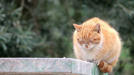 Gato-Giger-Sentado-Fuera-Del-Viento