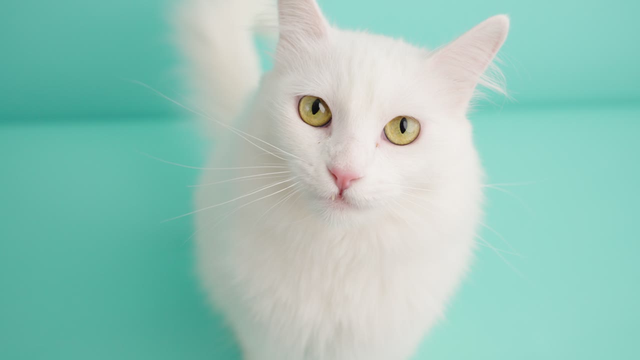 White turkish angora cat sticking out tongue on turquoise background