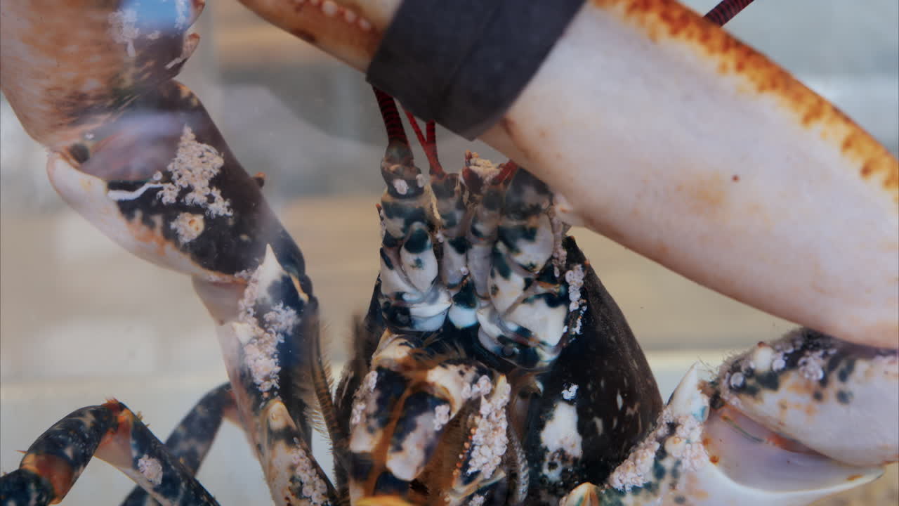 Close up of a lobster moving in an aquarium