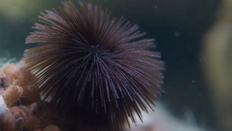 close-up of a feather duster worm in water