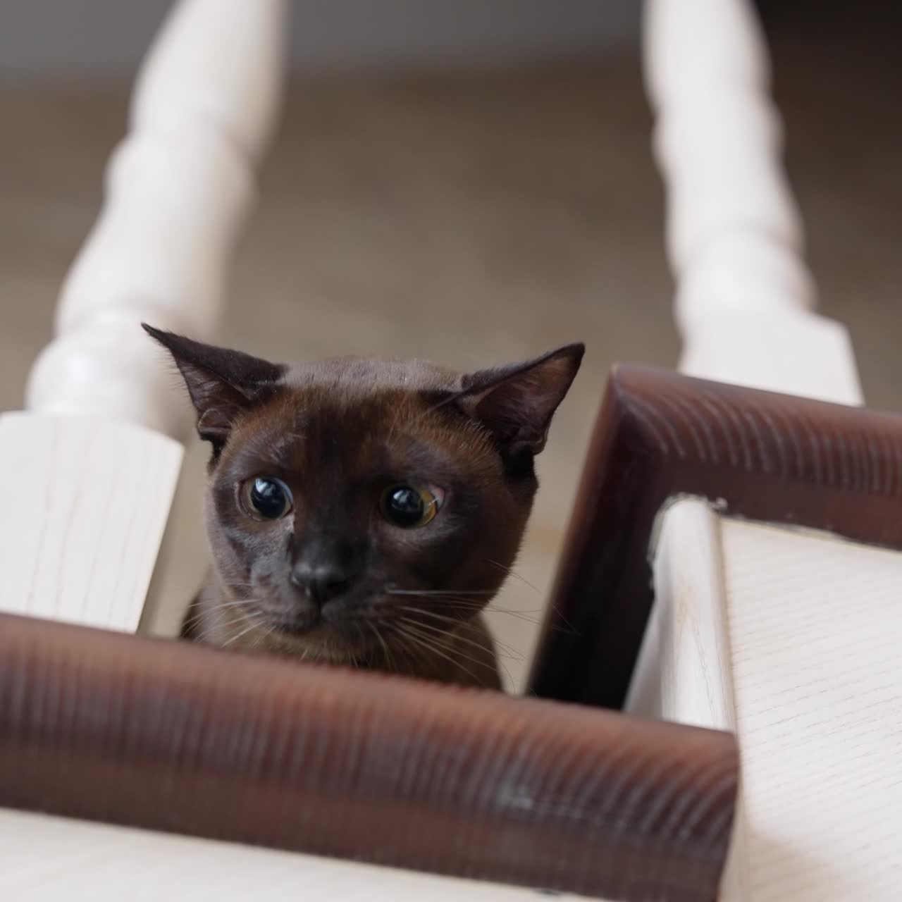 Un adorabile gatto scuro seduto a terra che gioca con un giocattolo. Un tenero gattino che tiene in mano il giocattolo e osserva