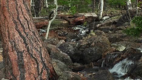 Medium-Shot-Of-A-Mountain-Stream-Flowing-Through-A-Forest-1