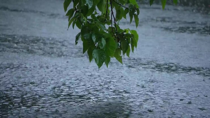 Rain falling on the leaves of the tree