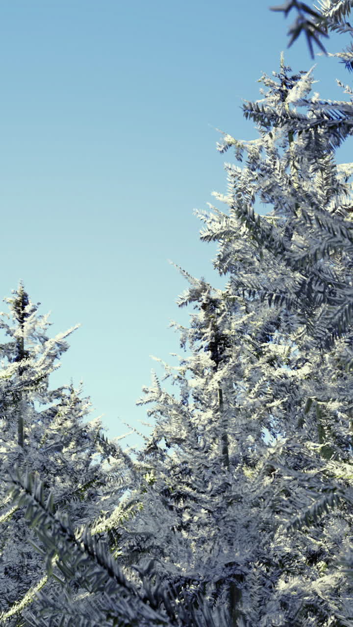 Snø dekker eviggrønne trær under klar himmel om vinteren