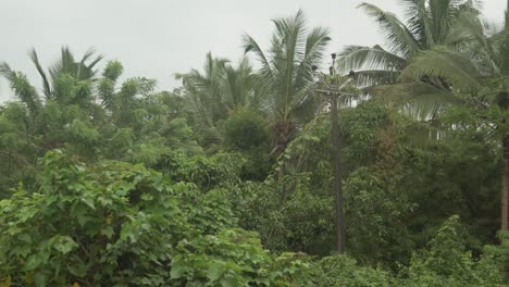 Alerta-Temprana-De-Tormenta-Venidera-En-La-Que-Fuertes-Vientos-Hacen-Temblar-Las-Hojas