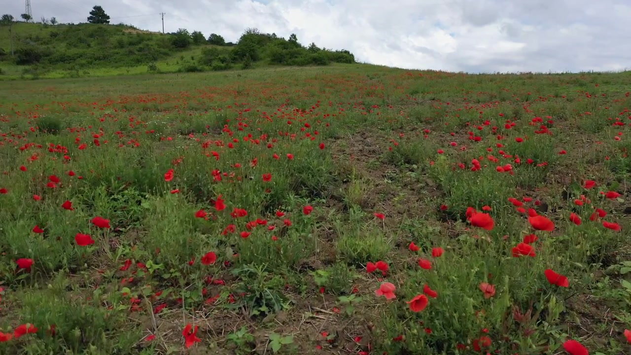 Passeggiata tranquilla in un campo di papaveri con orizzonte