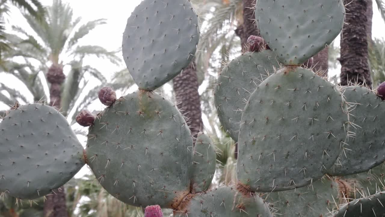 Cây xương rồng trong vườn Huerto del Cura, Elche; không khí tự nhiên, thanh bình