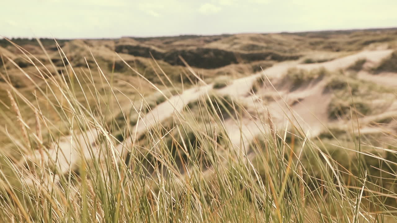 dunas de arena y hierba de dunas en la costa atlántica de dinamarca