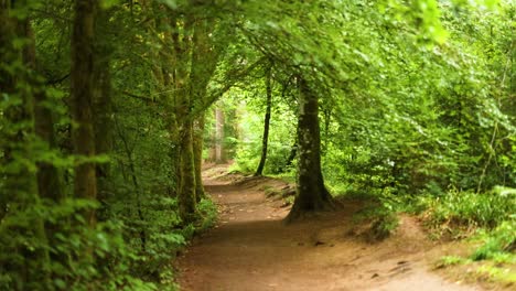 a serene forest path in dunkeld, scotland