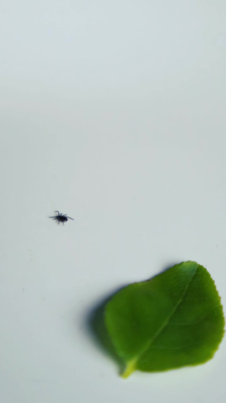 Vista macro di una pericolosa zecca ixodes, noto vettore della malattia di Lyme, che striscia su una superficie bianca pulita vicino a una foglia verde fresca, evidenziando il rischio di infezione da morsi di insetti.