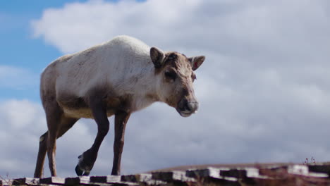 Reindeer-walking-towards-camera,-SLOMO-close-up