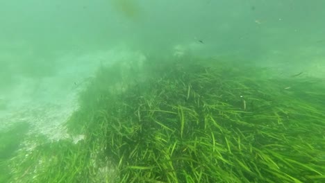 Lago-De-Agua-Dulce-Bajo-El-Agua-Paisaje-Primaveral-Del-Río-Con-Reflejos-De-Hierba-Y-Algas-Y-Rayos-De-Sol-Piernas-De-Nadadores-Y-Snorkeling-En-Florida-Peces-Y-Caimanes-Del-Río-Ichutecknee-1