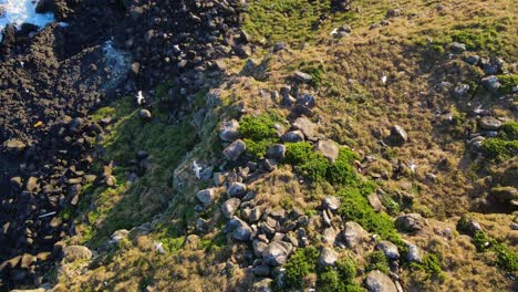 Meereswellen,-Die-Die-Felsige-Küste-Der-Cookinsel-In-Australien-Schlagen