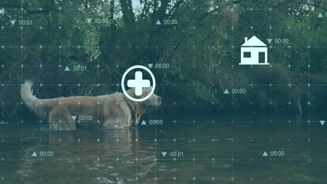 Dog-wading-in-water-with-medical-and-home-icons-animation-over-grid