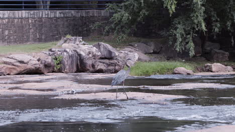 grey heron walking through a stream in a city park