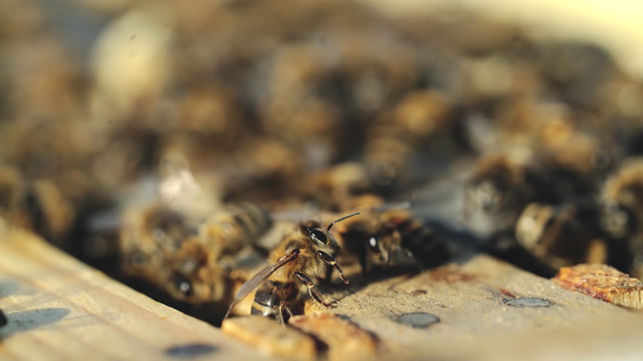 Close up view of the working bees on honeycomb in summer day. Frames of a beehive