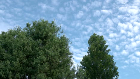 altocumulus clouds over the tall green trees swaying at the gentle breeze