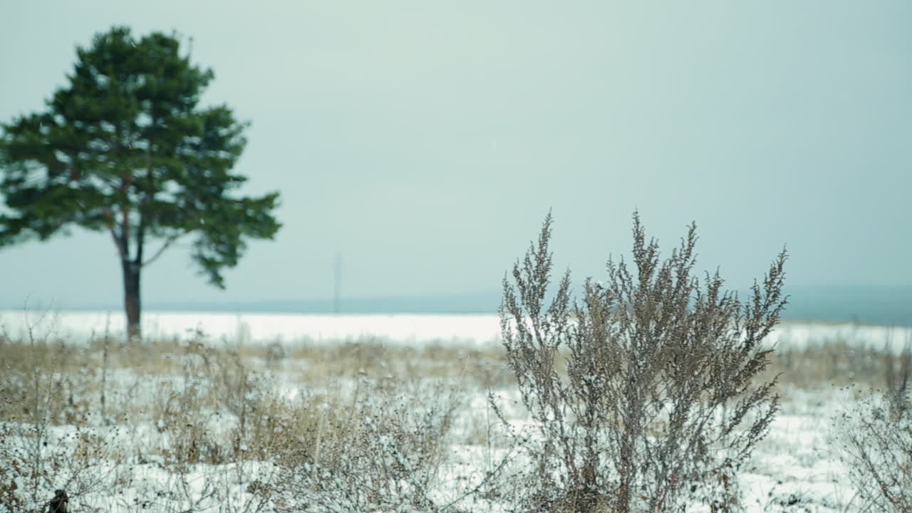 소나무 가 있는 눈 인 겨울 풍경