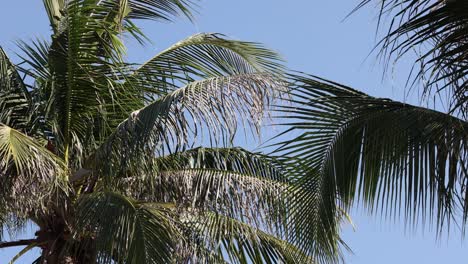 hojas de palma moviéndose suavemente contra un cielo despejado