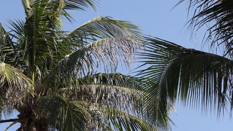 palm fronds moving gently against a clear sky