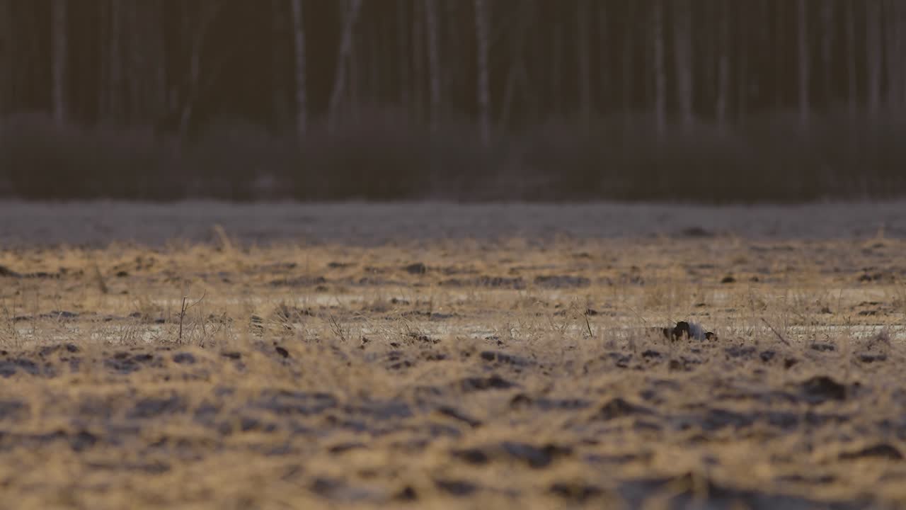 이른 아침에 검은 뇌조 렉