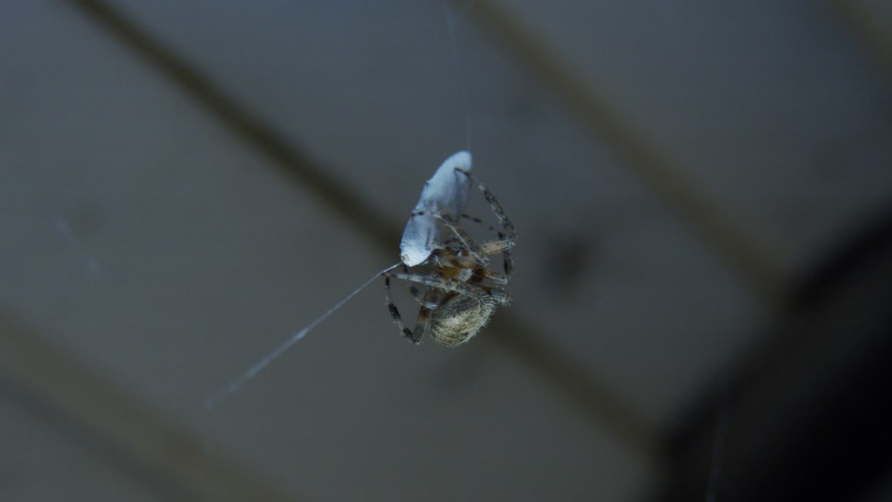 먹이 주위에 누에 고치를 회전시키는 거미의 매크로 샷