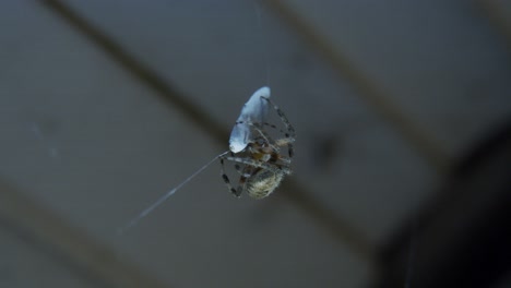 Foto-Macro-De-Una-Araña-Girando-Un-Capullo-Alrededor-De-Su-Presa