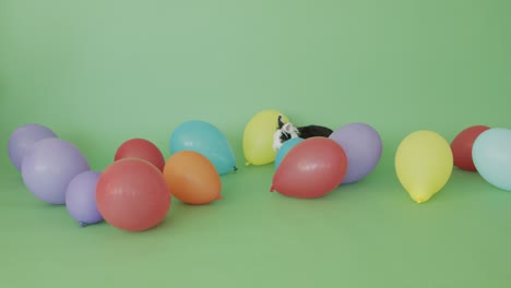 rabbit among balloons on the green screen