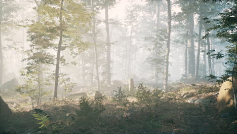 panorama-of-green-forest-at-cold-foggy-morning