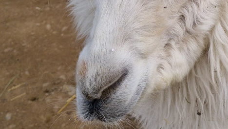 close-up of the mouth and nose of a white llama