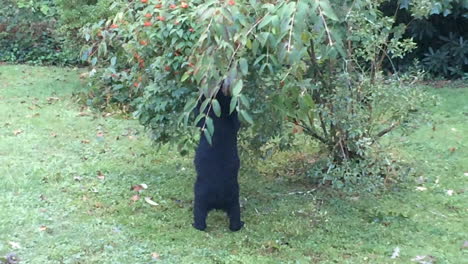 Black-Bear-family-eating-and-resting-in-backyard-or-house-in-Hendersonville-North-Carolina