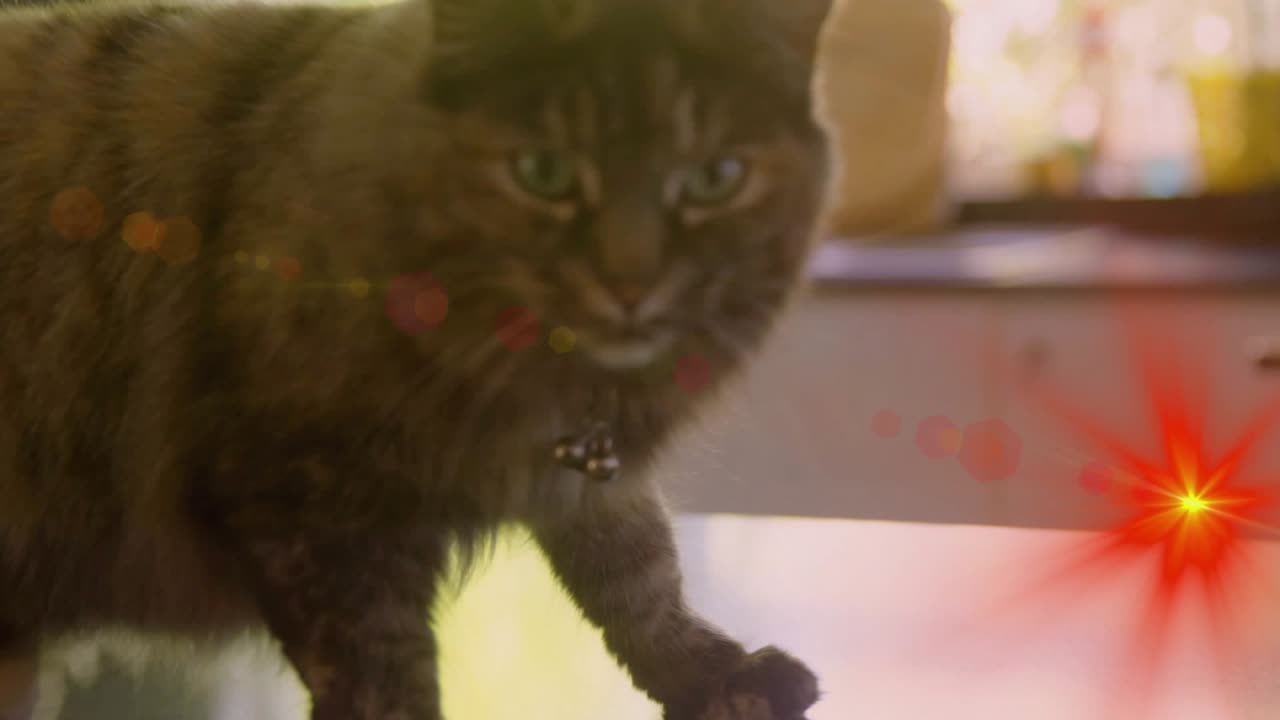 Gato malhado em uma bancada lustrosa, com um brilho de lente intenso, reagindo assustado ao se levantar.