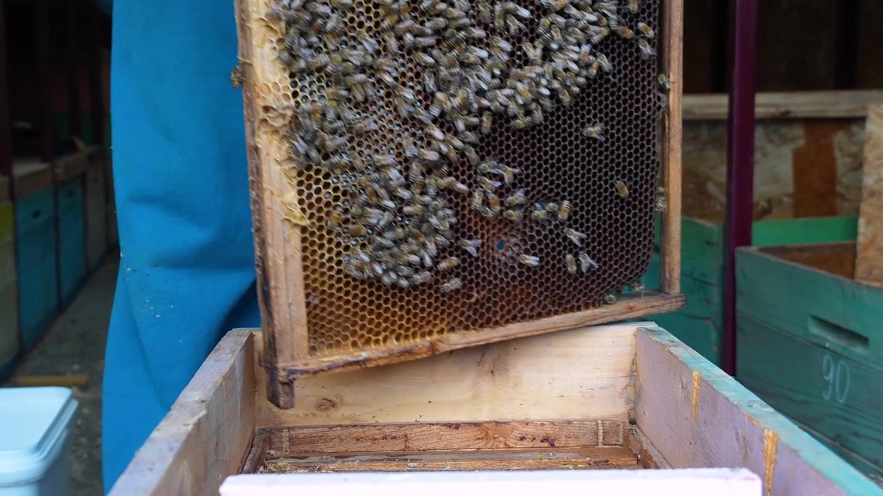 Primo piano al rallentatore di un apicoltore che scuote le api da un telaino di favo in un'arnia durante l'ispezione di routine dell'arnia e la gestione della colonia in Romania