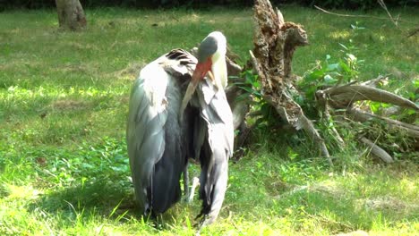 grulla blanca limpiando sus plumas