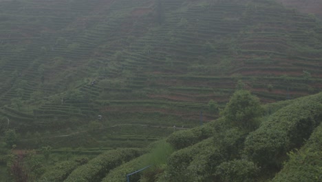 agricoltori cinesi delle piantagioni di tè che camminano lungo il pendio delle terrazze del tè in una giornata piovosa