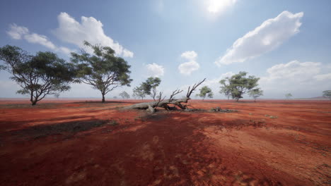 a dead tree lies in the red dirt of the australian outback.