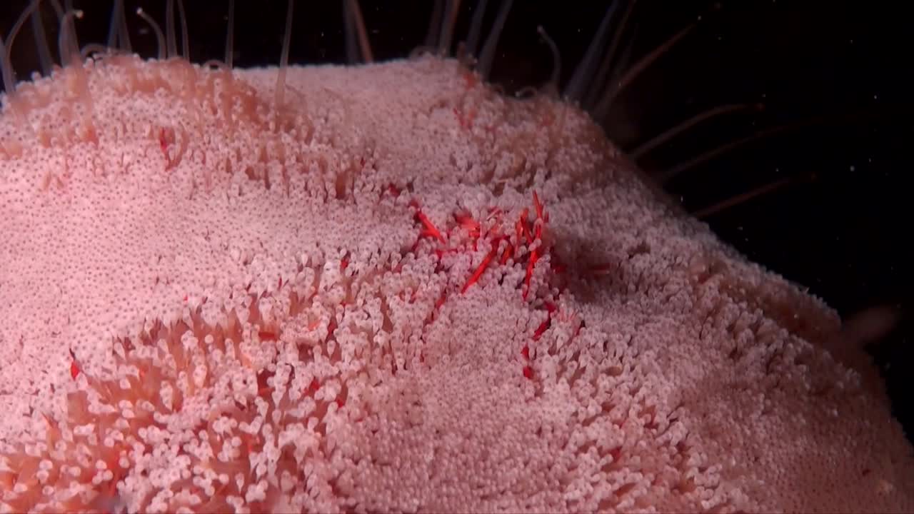 밤에 붉은 성게 슈퍼 클로즈업