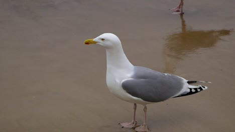 single seagull walks on a sandy beach of baltic sea