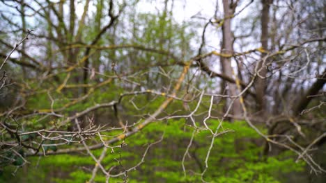rama sin hojas pero con pequeños brotes en primer plano y muchas hojas amarillas de un árbol en el fondo