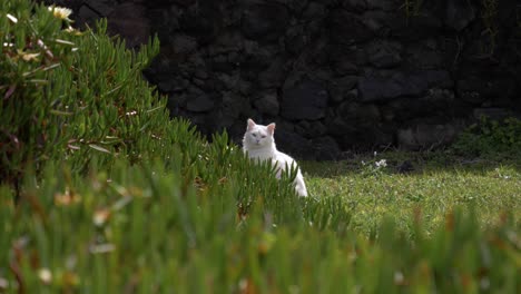 Schöne-Weiße-Katze-Sitzt-Und-Entspannt-Draußen