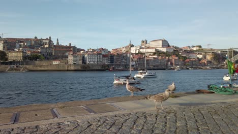 some seagulls strolling along the quay watching the sailing boats