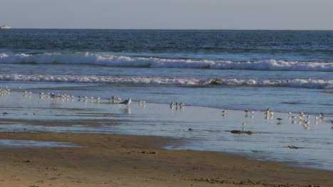 sandpipers and seagulls on the beach