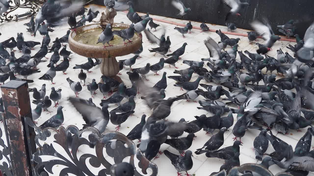 Pigeons feeding on a rooftop patio