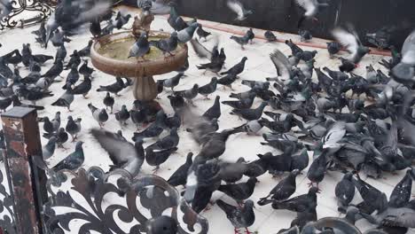 pigeons feeding on a rooftop patio